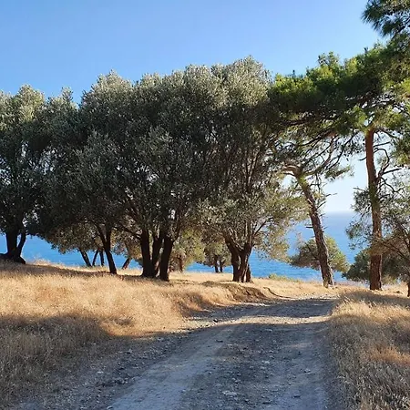 Camelion Nocleg ze śniadaniem Gelemiş