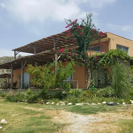 Camelion Gelemiş